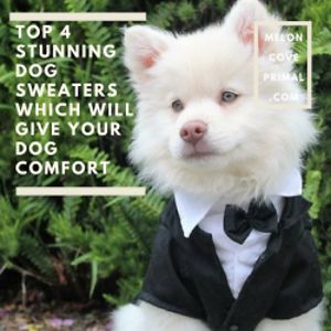 meloncoveprimal avatar