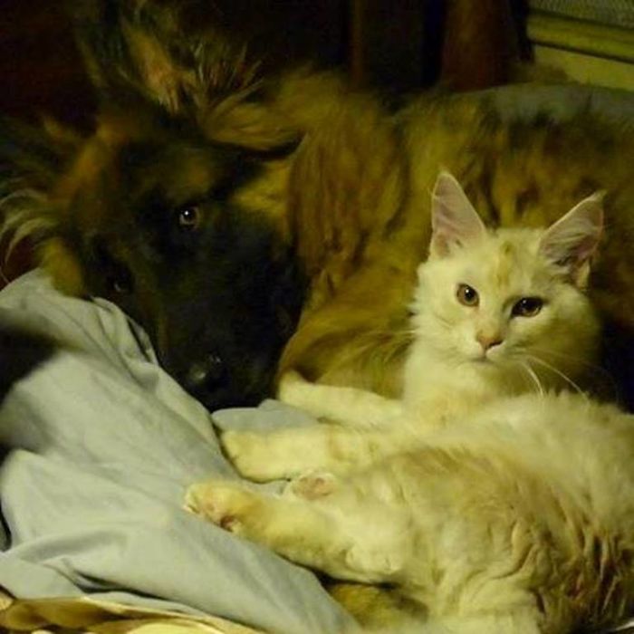 Truman With Alice @pawsitiveexperience