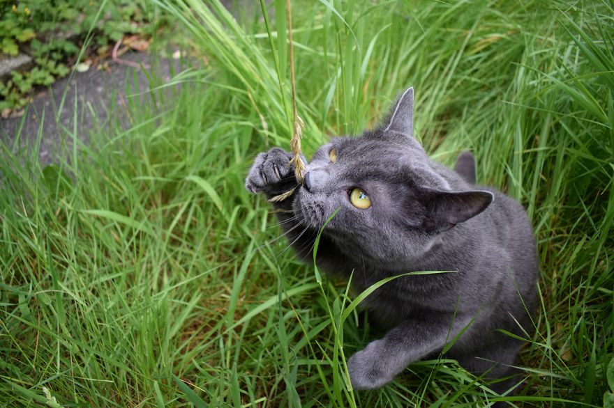 Discover The Best Toy For Cats. They Go Crazy With It!