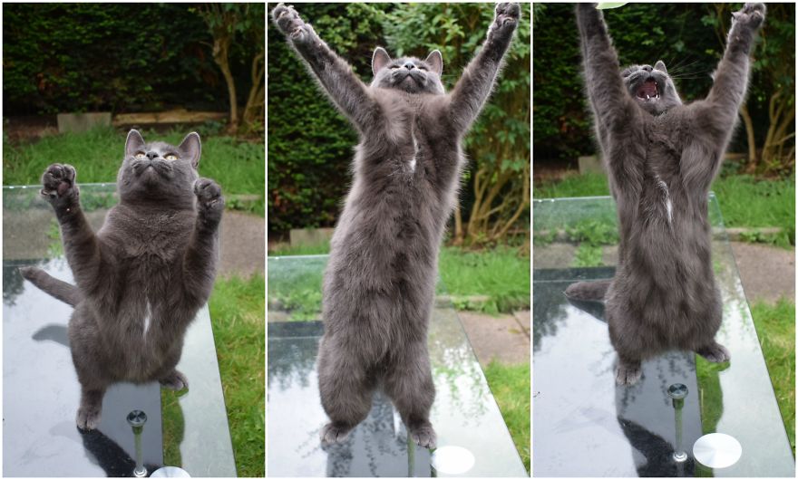 Discover The Best Toy For Cats. They Go Crazy With It!