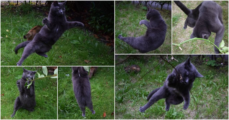 Discover The Best Toy For Cats. They Go Crazy With It!