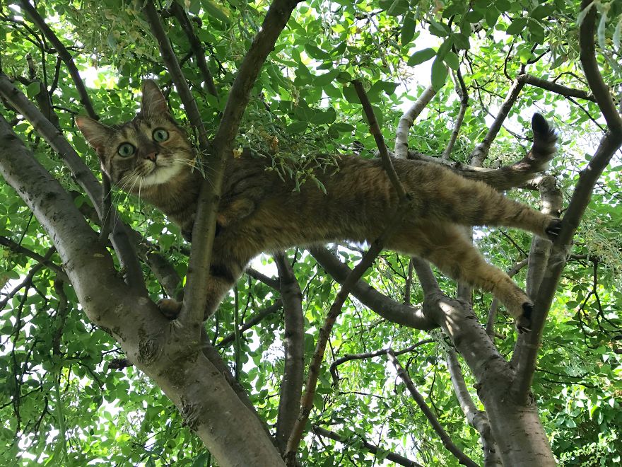 Discover The Best Toy For Cats. They Go Crazy With It!