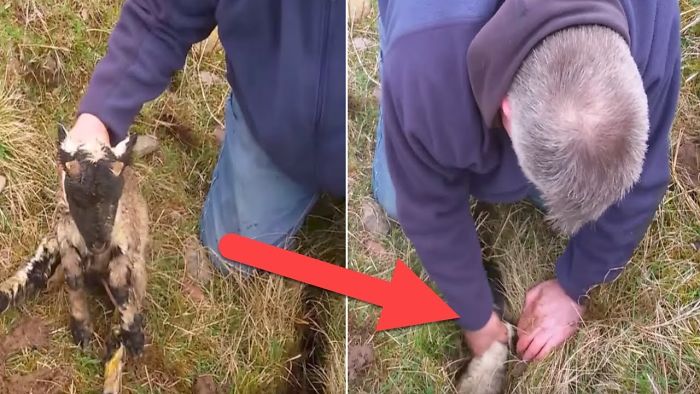 When He Heard Cries From A Crack In The Ground, This Man Reached In And Found A This Creature
