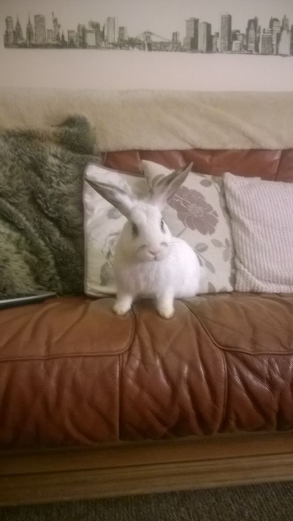 My Bunny With A Moustache 😊