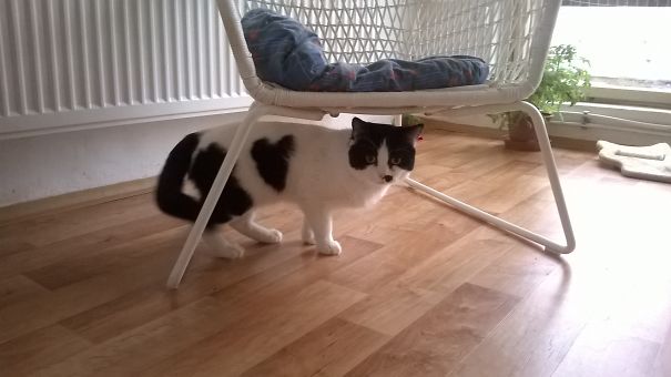 A Cat With The Biggest Heart ♥