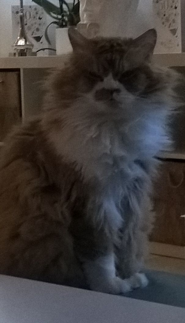 My Cat Mungo Always Looks Grumpy Due To His Markings