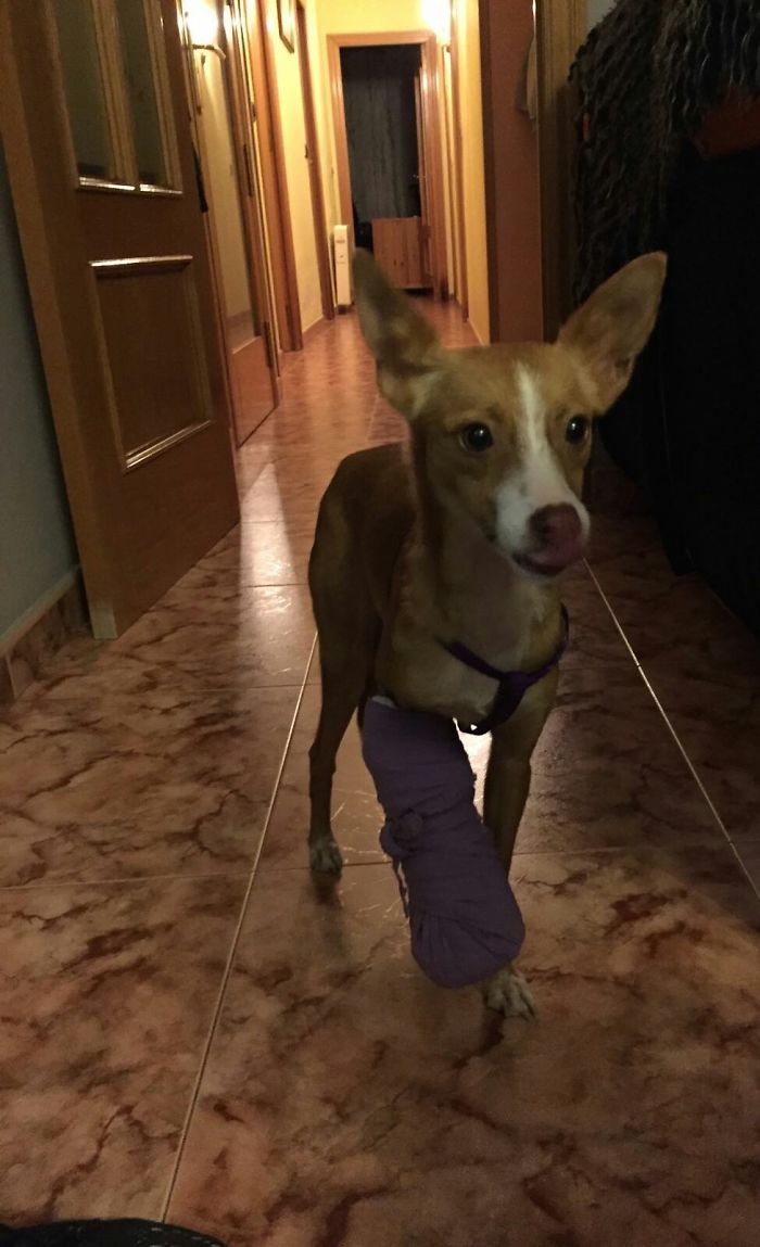 Auri And Her Broken Leg The Day We Adopted Her 8 Months Ago (We Took It From There, And After Surgery She Runs Like The Wind Now :d)