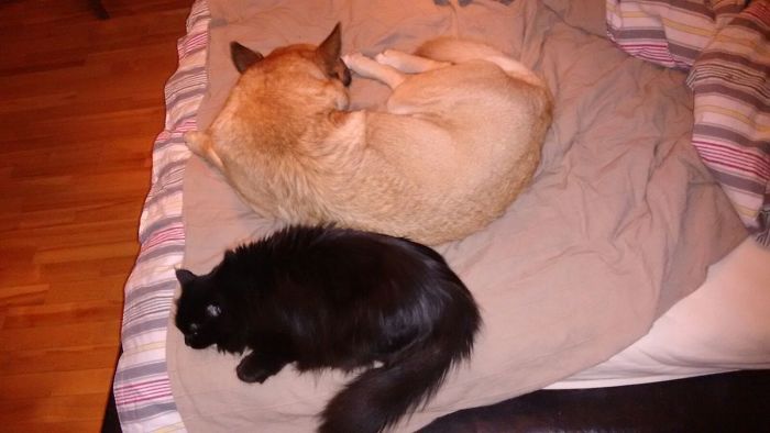 Perfect Roundness Of Small Yin (mia) And Big Yang (becket)