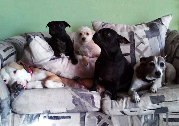 My Pit Bull, Noodle Was Taking A Nap... Her "brother And Sisters" Came To Join Her. This Is The Only Picture I Have With All Of Them Together. The Smile On Noodle's Face Is Priceless!