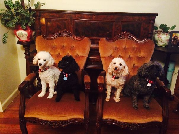 Four Privileged Poodles