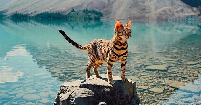 Meet Suki, The Traveling Cat Who’s Living A Better Life Than You