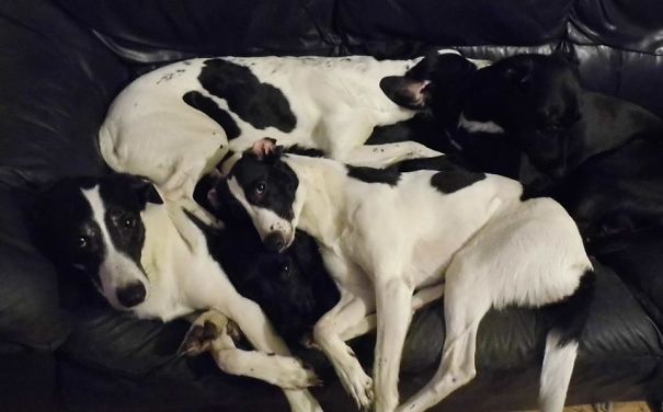 Doggy Mum Under Four Of Her Babies, And No Space For Humans On This Sofa...
