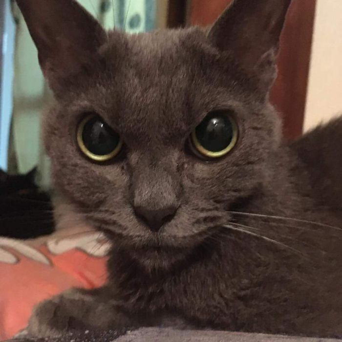 The World&rsquo;s Angriest Cat Who Has Been In Shelter For Over 1 Year Now, And Her Face Says It All