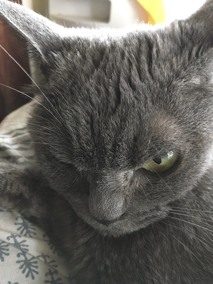 The World’s Angriest Cat Who Has Been In Shelter For Over 1 Year Now, And Her Face Says It All The World’s Angriest Cat Who Has Been In Shelter For Over 1 Year Now, And Her Face Says It All