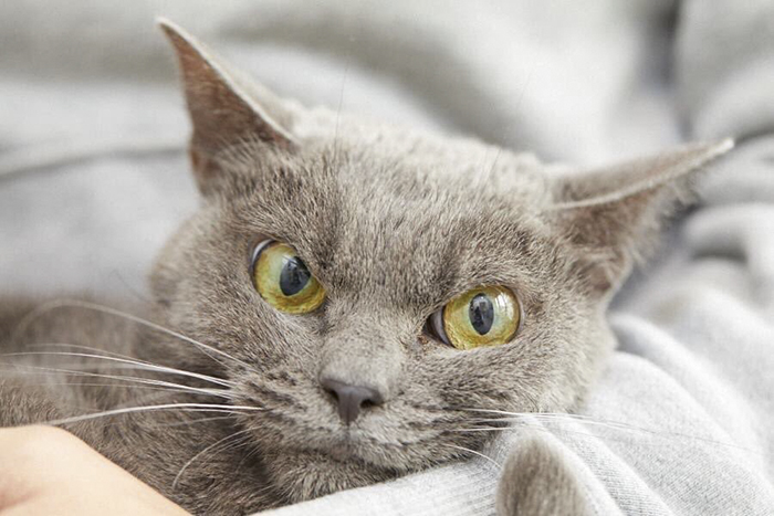 The World&rsquo;s Angriest Cat Who Has Been In Shelter For Over 1 Year Now, And Her Face Says It All