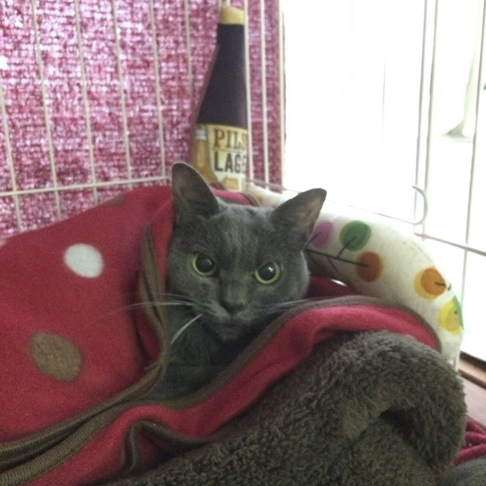 The World&rsquo;s Angriest Cat Who Has Been In Shelter For Over 1 Year Now, And Her Face Says It All