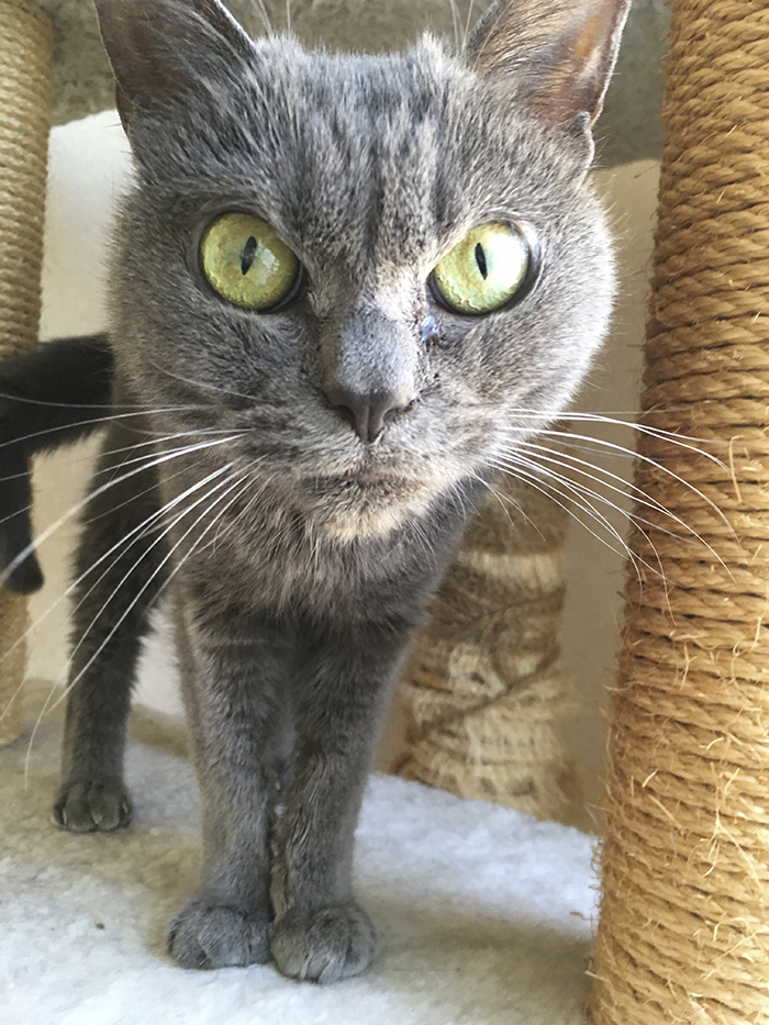 The World’s Angriest Cat Who Has Been In Shelter For Over 1 Year Now, And Her Face Says It All The World’s Angriest Cat Who Has Been In Shelter For Over 1 Year Now, And Her Face Says It All