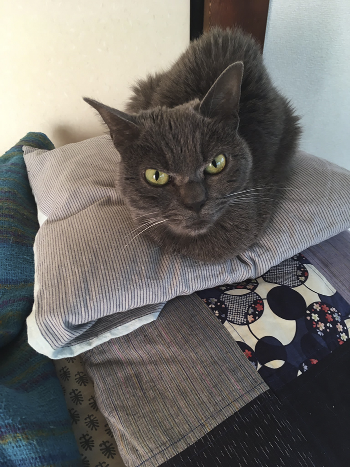 The World’s Angriest Cat Who Has Been In Shelter For Over 1 Year Now, And Her Face Says It All The World’s Angriest Cat Who Has Been In Shelter For Over 1 Year Now, And Her Face Says It All