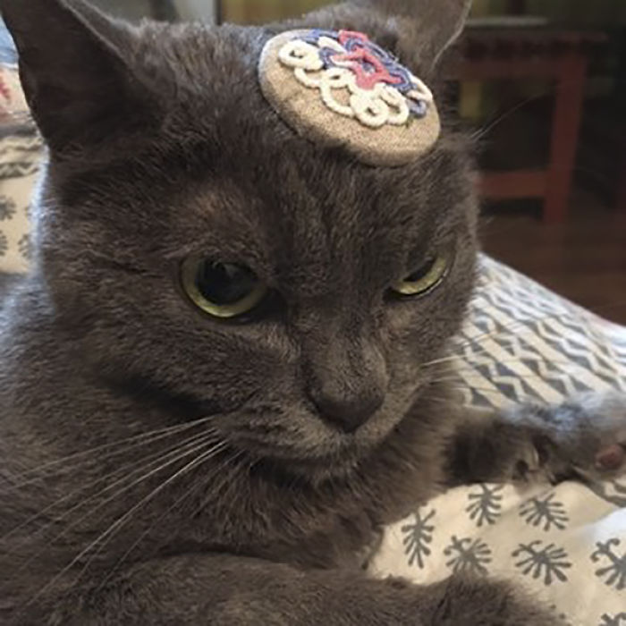 The World’s Angriest Cat Who Has Been In Shelter For Over 1 Year Now, And Her Face Says It All The World’s Angriest Cat Who Has Been In Shelter For Over 1 Year Now, And Her Face Says It All