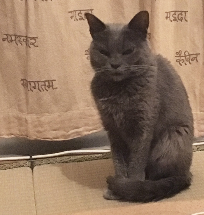 The World&rsquo;s Angriest Cat Who Has Been In Shelter For Over 1 Year Now, And Her Face Says It All
