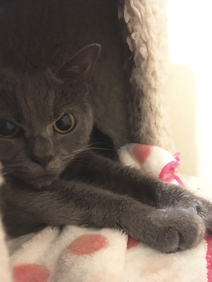 The World’s Angriest Cat Who Has Been In Shelter For Over 1 Year Now, And Her Face Says It All The World’s Angriest Cat Who Has Been In Shelter For Over 1 Year Now, And Her Face Says It All