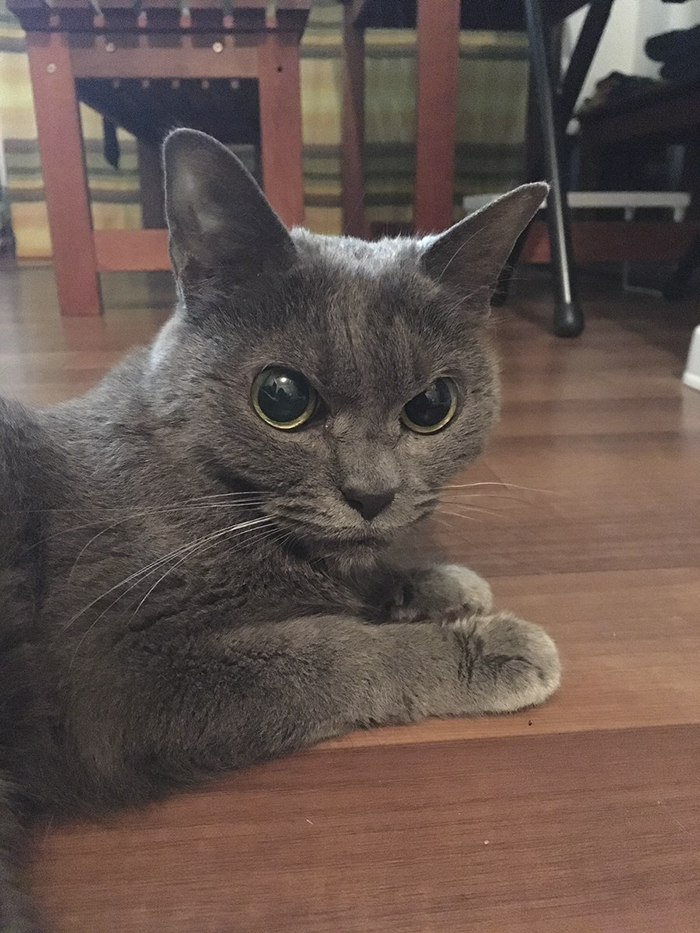 The World’s Angriest Cat Who Has Been In Shelter For Over 1 Year Now, And Her Face Says It All The World’s Angriest Cat Who Has Been In Shelter For Over 1 Year Now, And Her Face Says It All