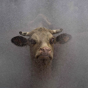 cocoritatelele avatar