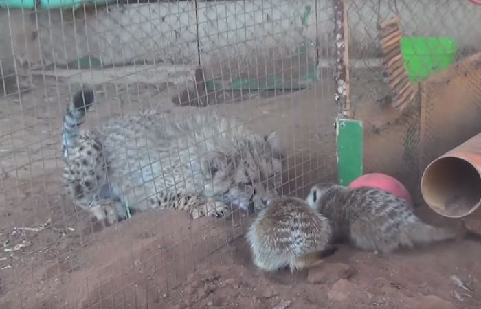 Meerkat Attacks Cheetah, Cheetah Mistakes It For Grooming And Starts To Purr Loudly Meerkat Attacks Cheetah, Cheetah Mistakes It For Grooming And Starts To Purr Loudly
