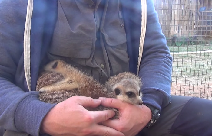 Meerkat Attacks Cheetah, Cheetah Mistakes It For Grooming And Starts To Purr Loudly Meerkat Attacks Cheetah, Cheetah Mistakes It For Grooming And Starts To Purr Loudly