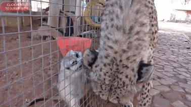 Meerkat Attacks Cheetah, Cheetah Mistakes It For Grooming And Starts To Purr Loudly Meerkat Attacks Cheetah, Cheetah Mistakes It For Grooming And Starts To Purr Loudly