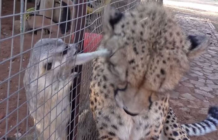 Meerkat Attacks Cheetah, Cheetah Mistakes It For Grooming And Starts To Purr Loudly Meerkat Attacks Cheetah, Cheetah Mistakes It For Grooming And Starts To Purr Loudly