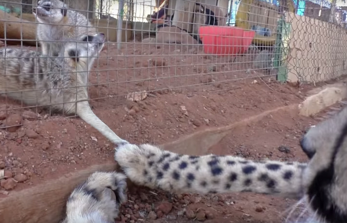 Meerkat Attacks Cheetah, Cheetah Mistakes It For Grooming And Starts To Purr Loudly Meerkat Attacks Cheetah, Cheetah Mistakes It For Grooming And Starts To Purr Loudly