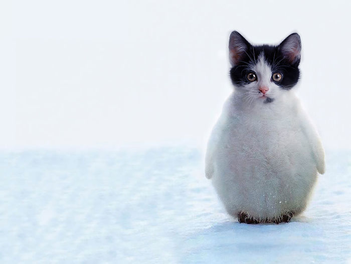 The Internet Has Transformed Felines And Birds Into Hybrid Animals