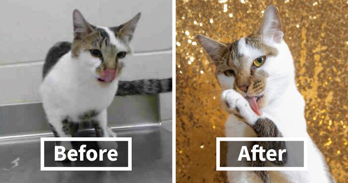 15 Before & After Photos That Prove Why Animal Shelters Need Good Photographers