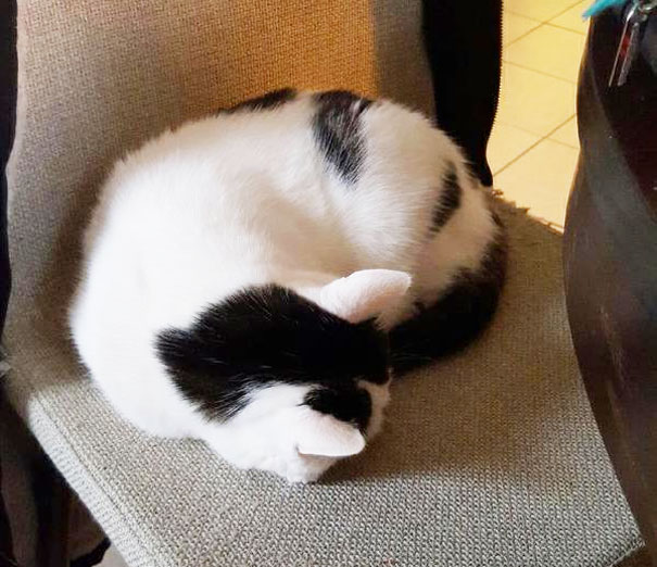 My Girlfriend's Cat's Butt Looks Like A Panda