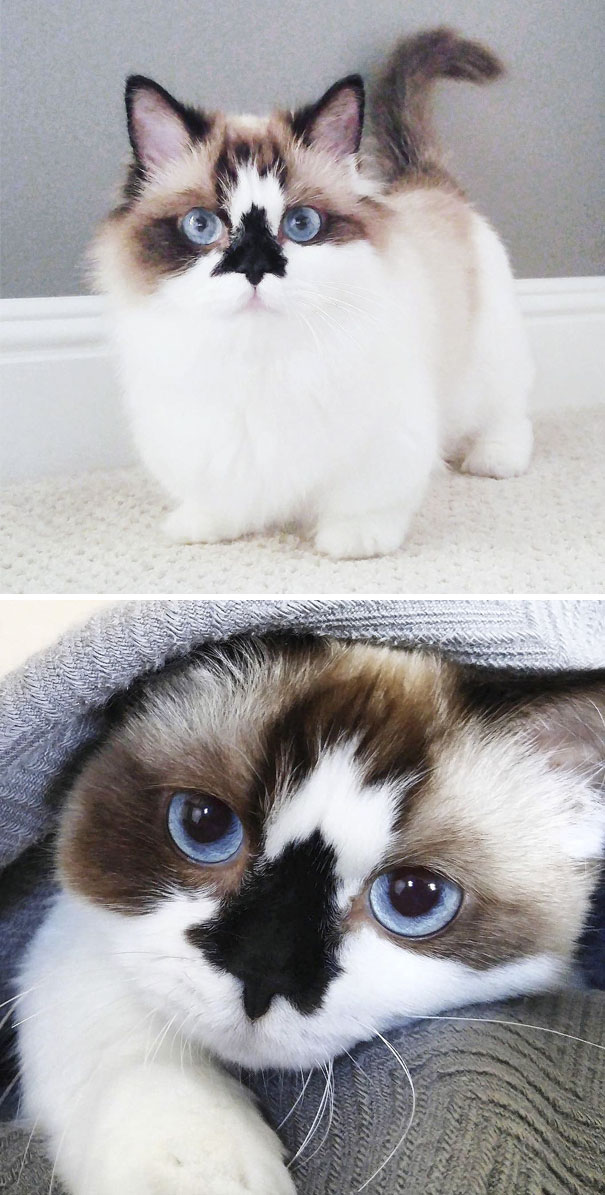 Albert, The Cutest Munchkin Cat With Unique “Skull” Nose