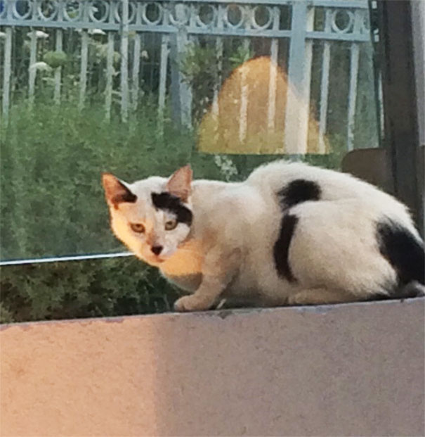 I Found This Cat In Israel That Looks Like Hitler