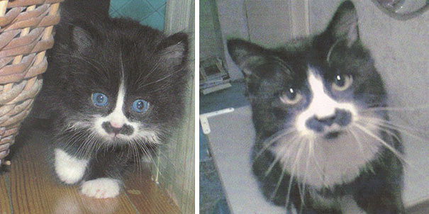 Chaplin From Estonia