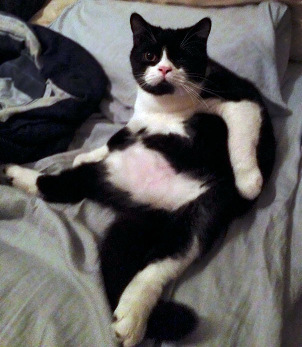 My Cat's Markings Make Him Look Like An Overweight Woman In A Bikini