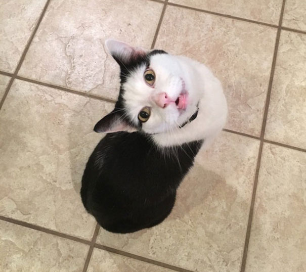 This Is Sushi. He Has Perfect Eyeliner. And No Tail