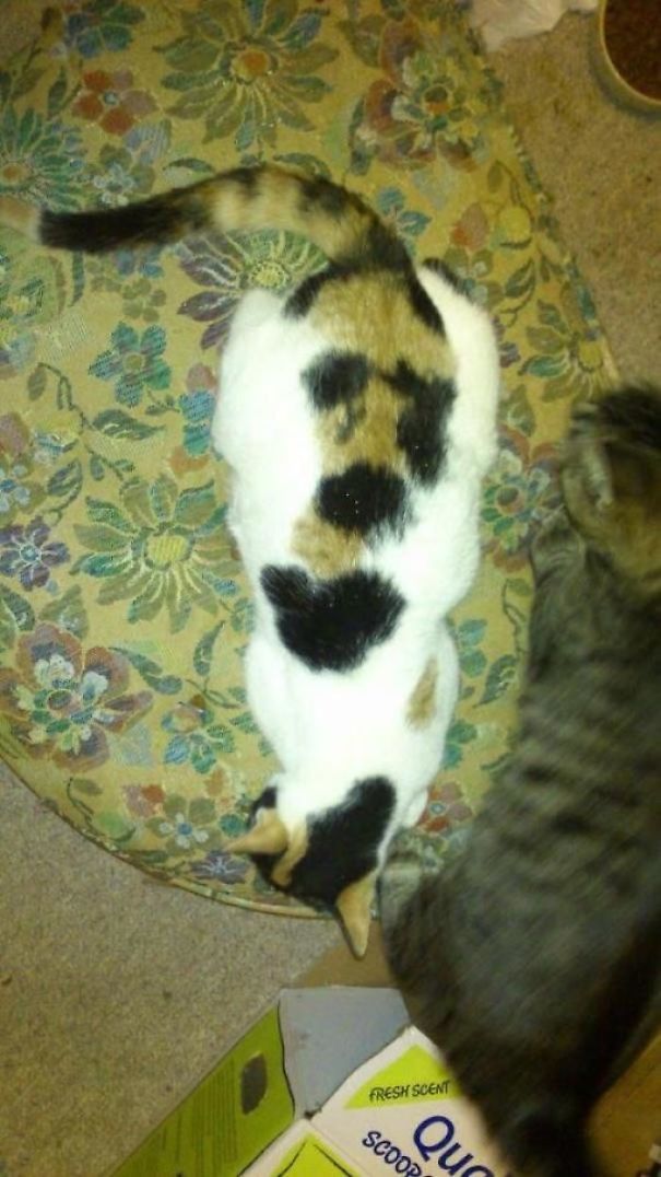 My Cat Has A Cat On Her Back