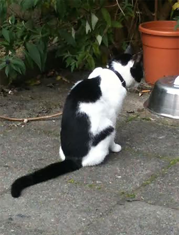 Cat Has Mew From Pokemon On His Back