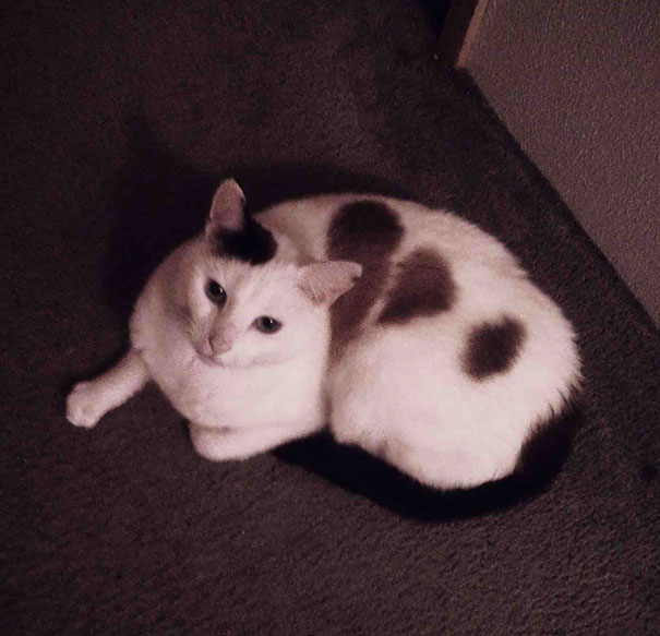 This Stray Cat I Let In Looks Like It Has A Broken Heart