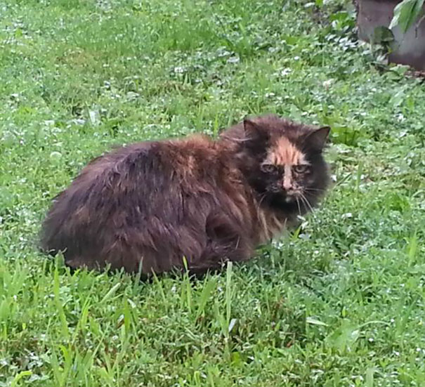 This Farm Cat Has The Most Sceptical Arrow Face Ever