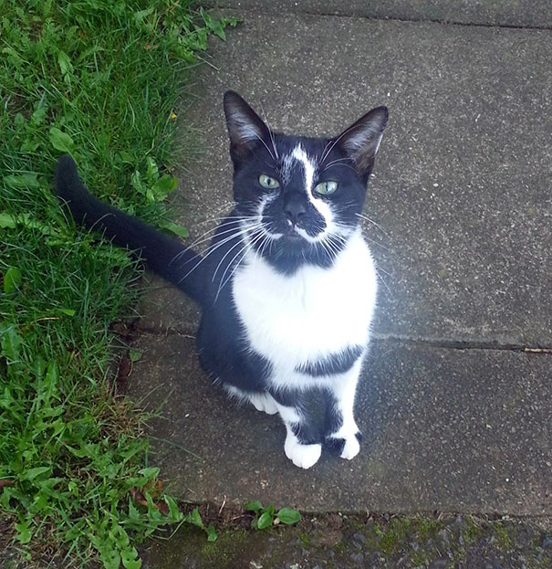 Met My Mum's New Cat Yesterday- She Has Some Interesting Markings