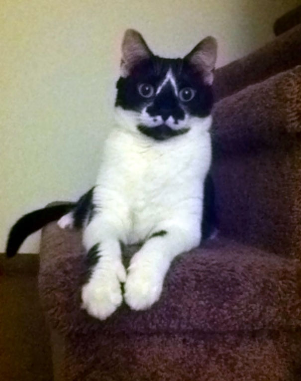 My Friend's Cat Has The Assassins Creed Symbol On Her Face