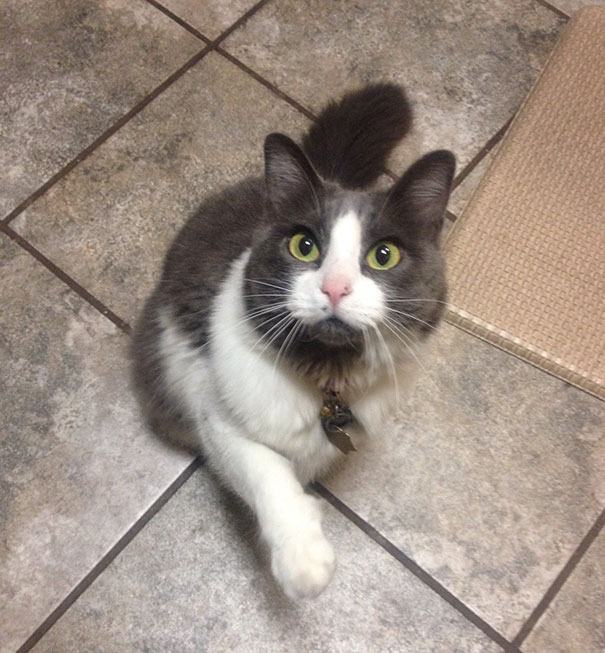 This Cat Has Scissors On Her Face