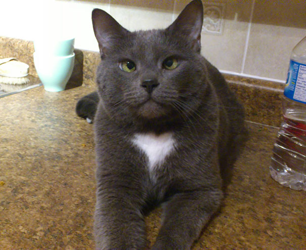 My Friend's Cross-Eyed Cat Has A Big Heart