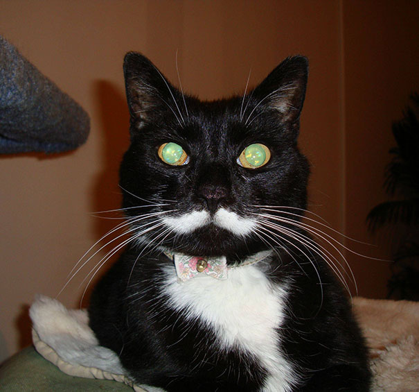 My Brother's Friend's Cat Has Quite The Mustache