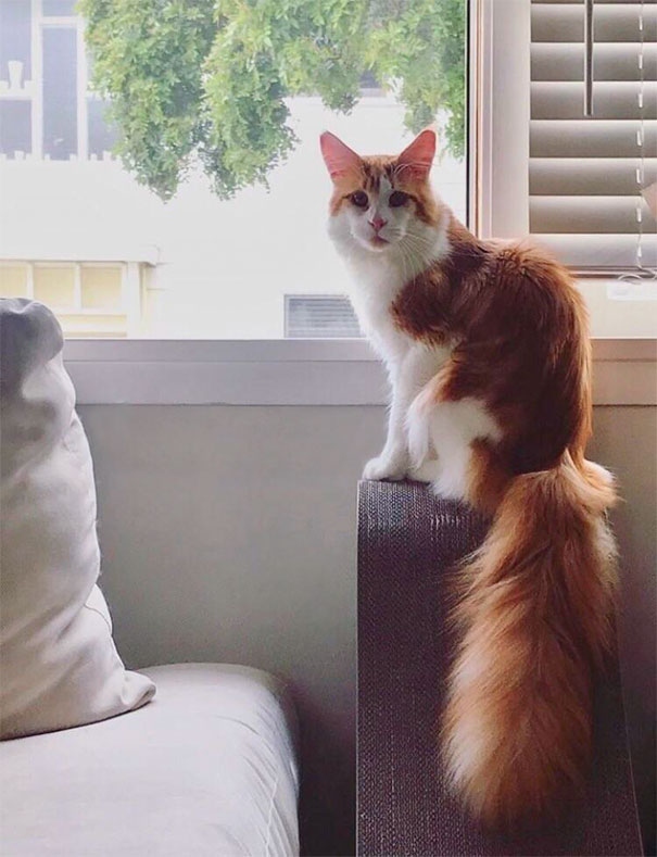 My Cat's Fur Pattern Looks Like A Squirrel